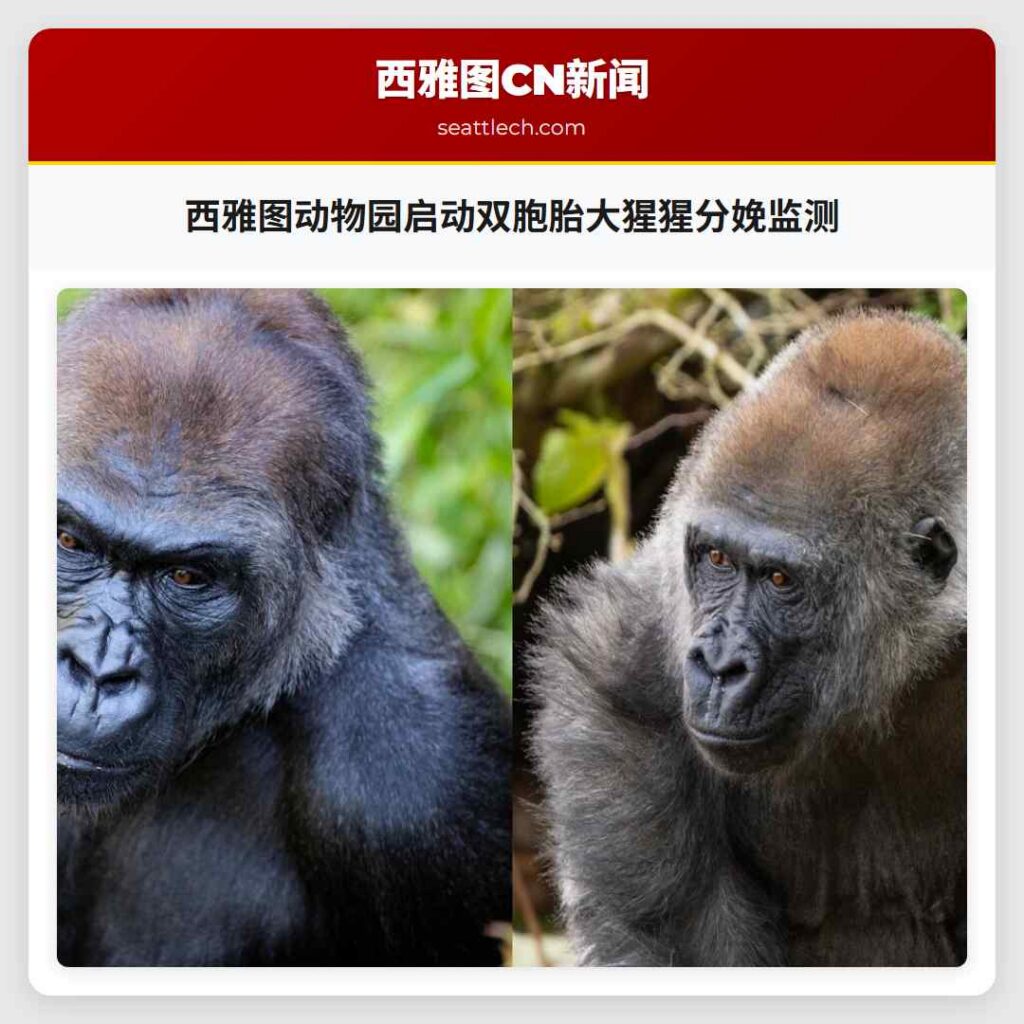 西雅图动物园启动双胞胎大猩猩分娩监测