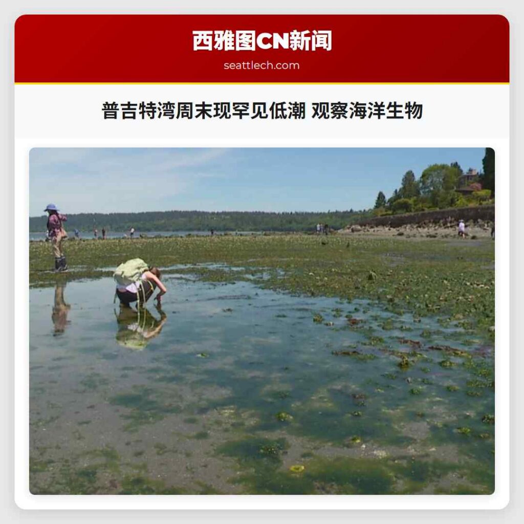 普吉特湾周末现罕见低潮 观察海洋生物