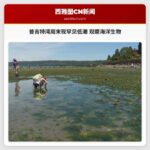普吉特湾周末现罕见低潮 观察海洋生物