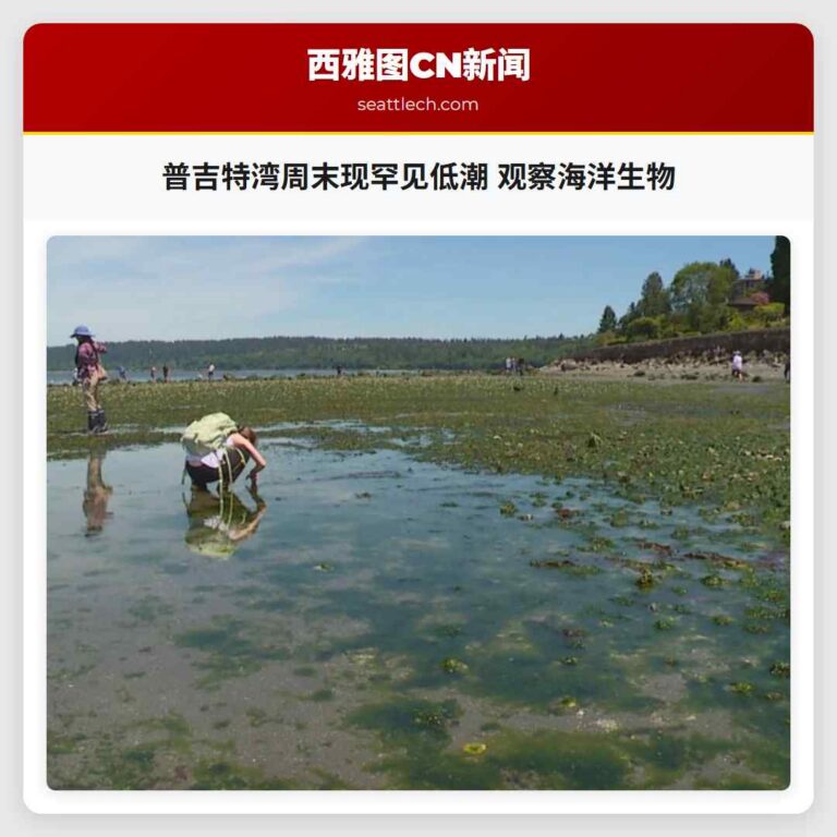 普吉特湾周末现罕见低潮 观察海洋生物