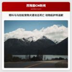 塔科马马拉松宠物犬遭攻击死亡 动物庇护所道歉