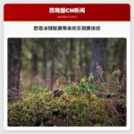肥皂冰球联赛带来欢乐观赛体验