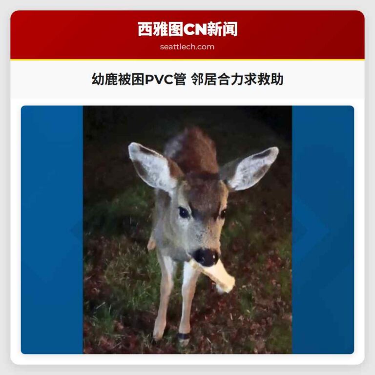 幼鹿被困PVC管 邻居合力求救助
