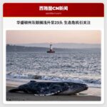 华盛顿州灰鲸搁浅升至23头 生态危机引关注