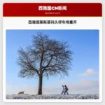 西雅图莱斯基码头停车场重开