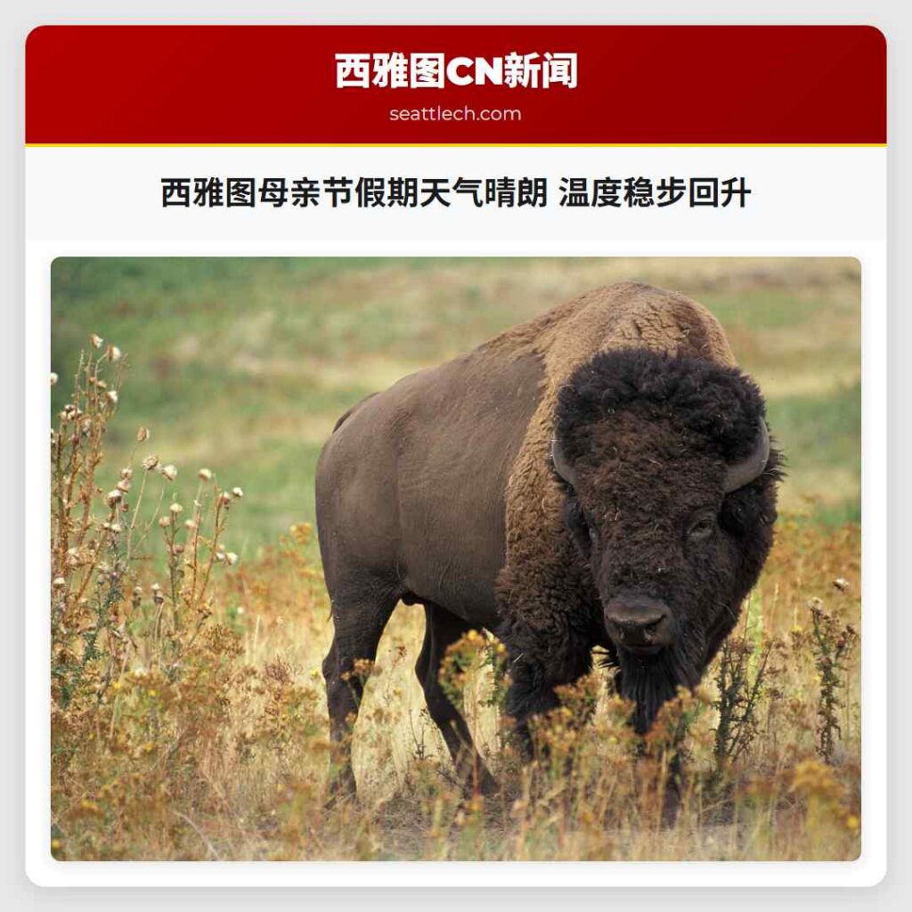 西雅图母亲节假期天气晴朗 温度稳步回升