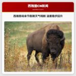 西雅图母亲节假期天气晴朗 温度稳步回升