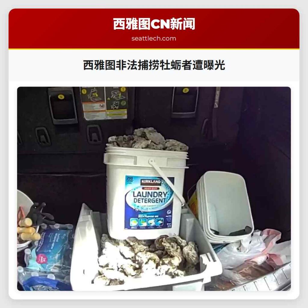 西雅图非法捕捞牡蛎者遭曝光