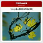 113000电水壶因烫伤风险被召回