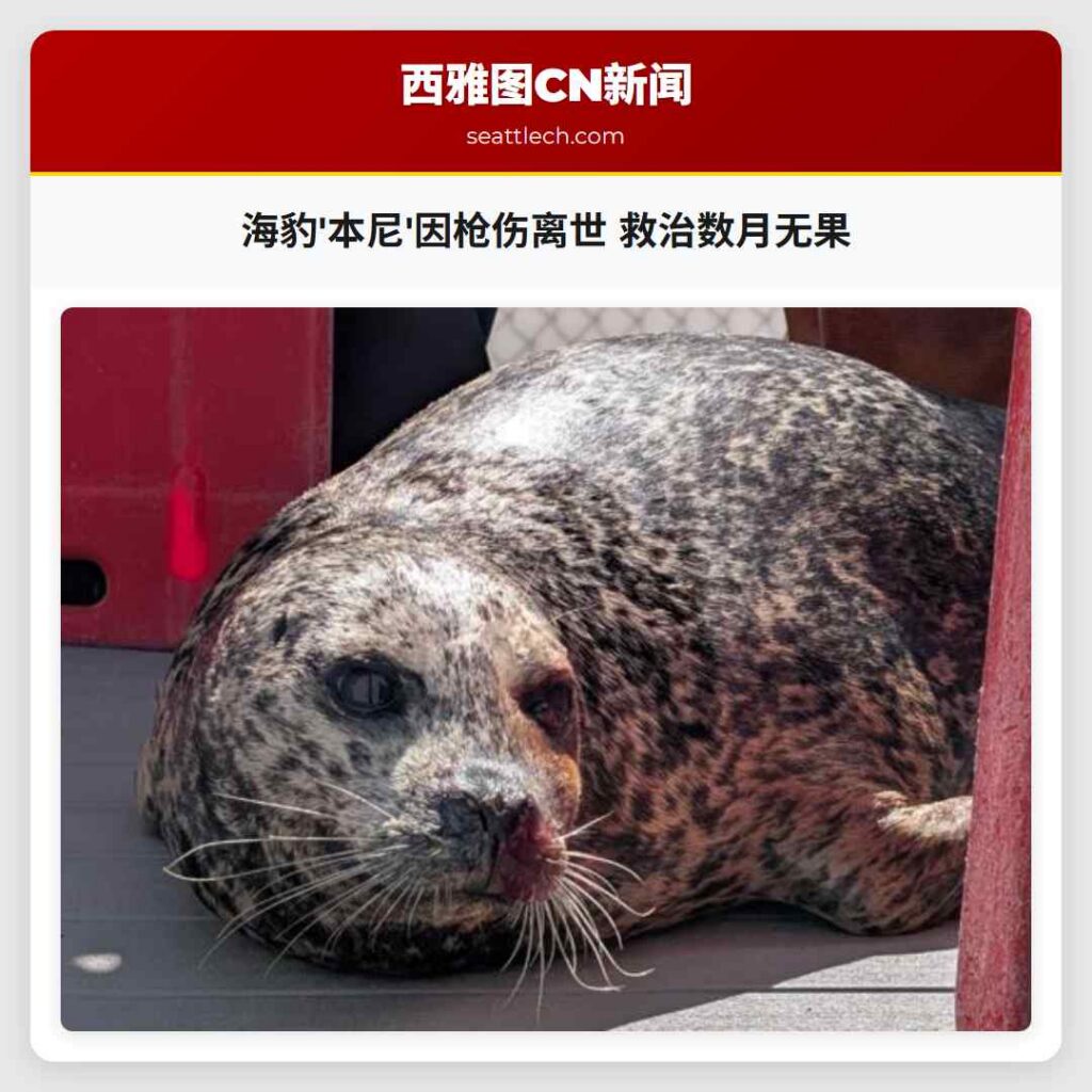 海豹'本尼'因枪伤离世 救治数月无果