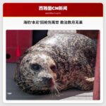 海豹本尼因枪伤离世 救治数月无果