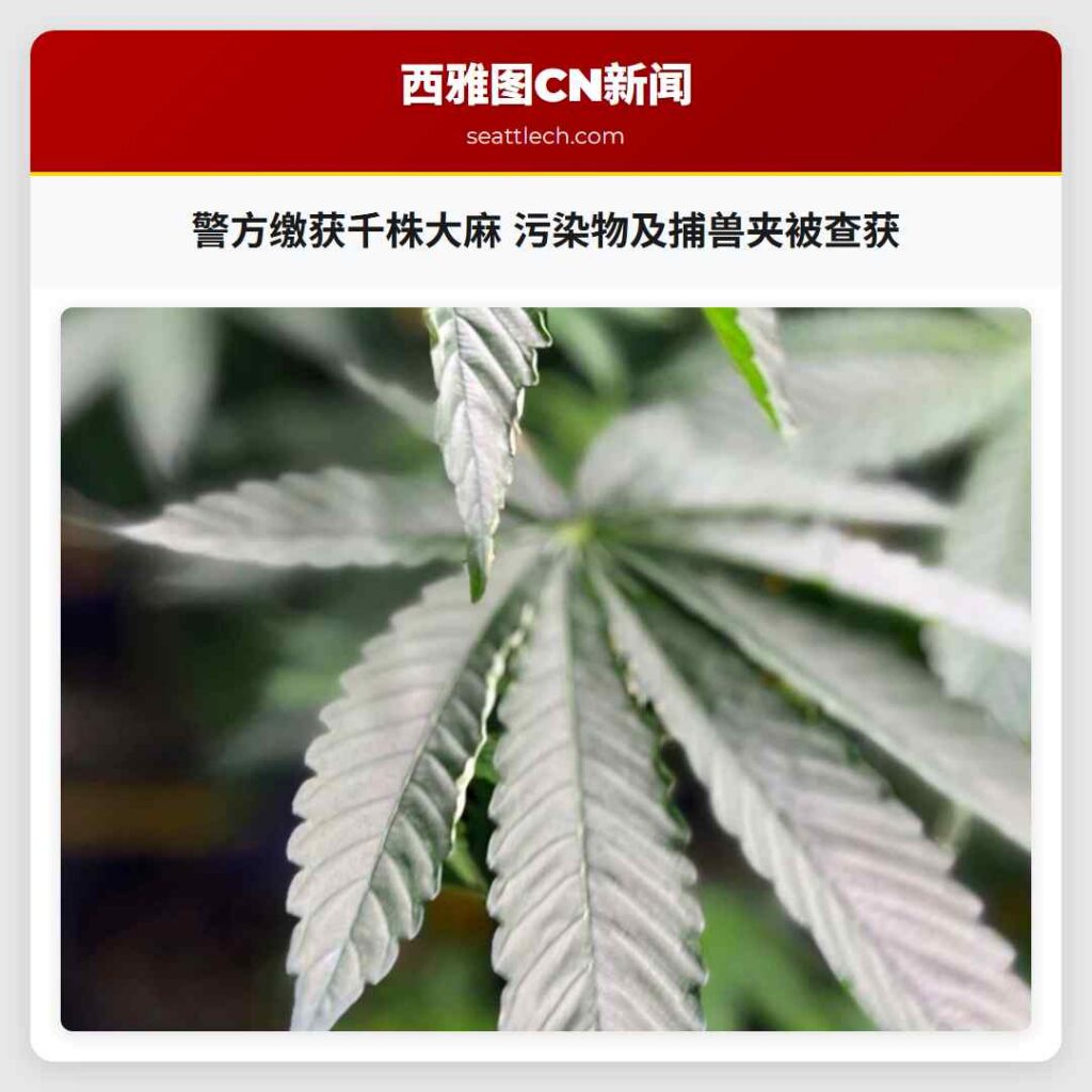 警方缴获千株大麻 污染物及捕兽夹被查获