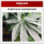 警方缴获千株大麻 污染物及捕兽夹被查获