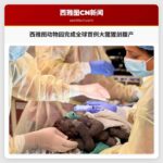西雅图动物园完成全球首例大猩猩剖腹产