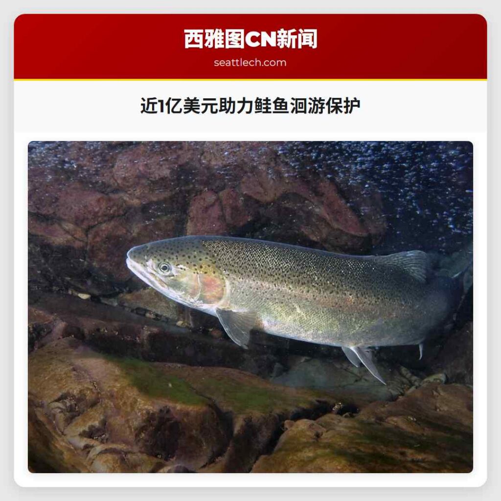 近1亿美元助力鲑鱼洄游保护