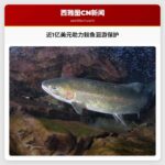 近1亿美元助力鲑鱼洄游保护