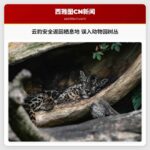 云豹安全返回栖息地 误入动物园树丛