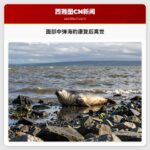 面部中弹海豹康复后离世