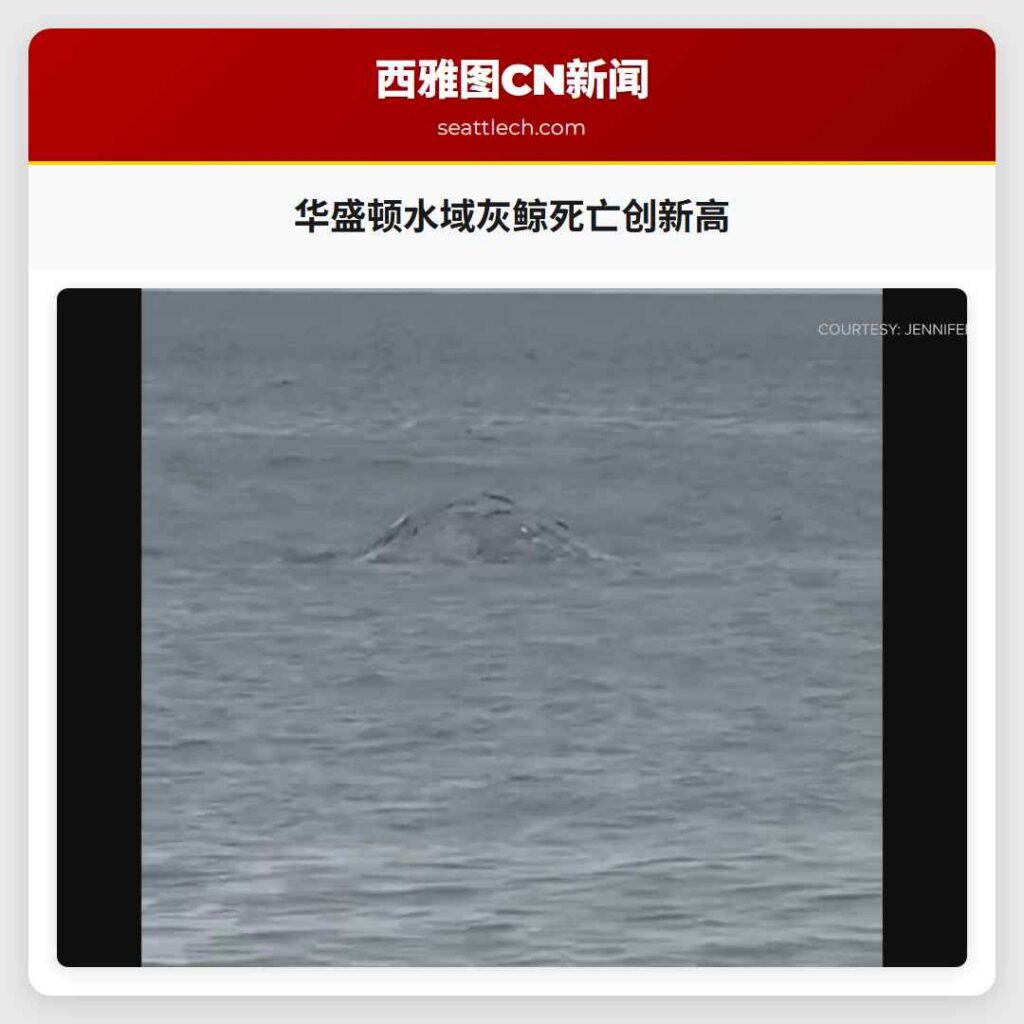 华盛顿水域灰鲸死亡创新高