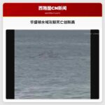 华盛顿水域灰鲸死亡创新高