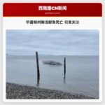 华盛顿州搁浅鲸鱼死亡 引发关注