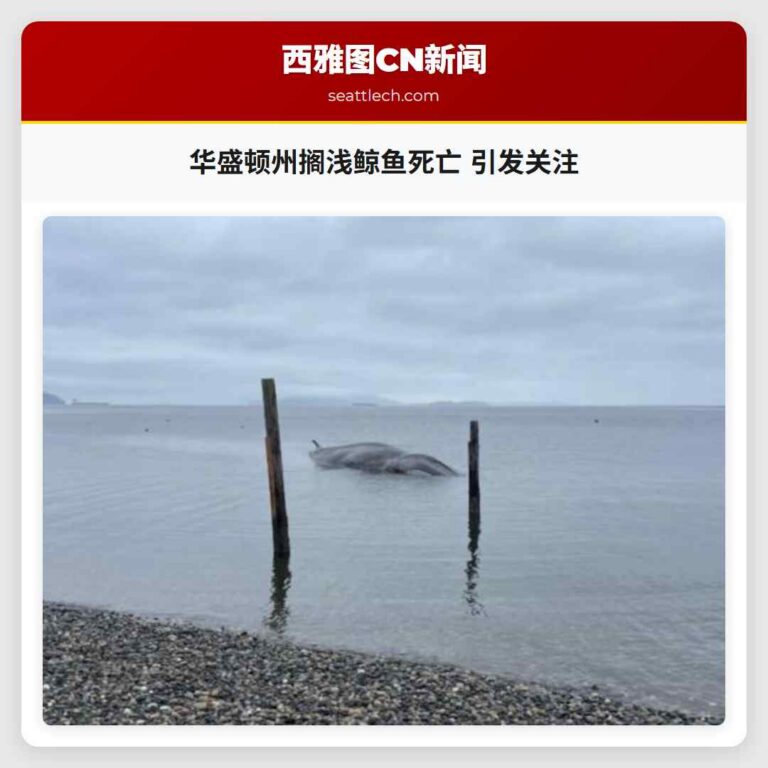 华盛顿州搁浅鲸鱼死亡 引发关注