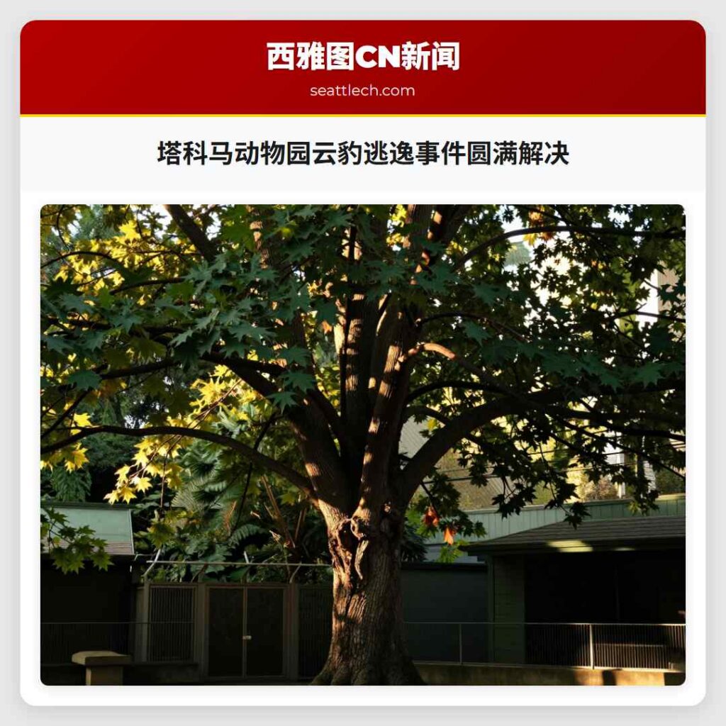 塔科马动物园云豹逃逸事件圆满解决