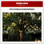 塔科马动物园云豹逃逸事件圆满解决