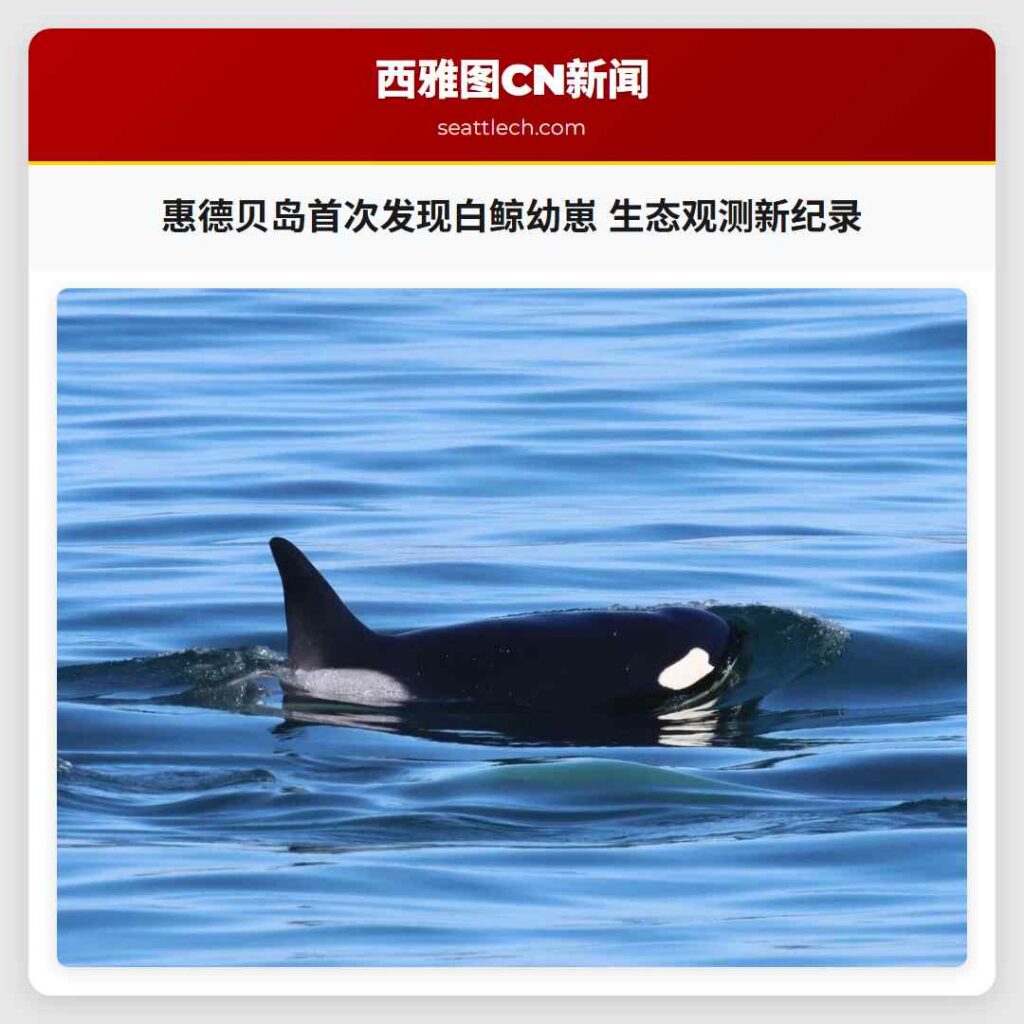惠德贝岛首次发现白鲸幼崽 生态观测新纪录