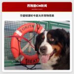 华盛顿渡轮今夏允许宠物搭乘