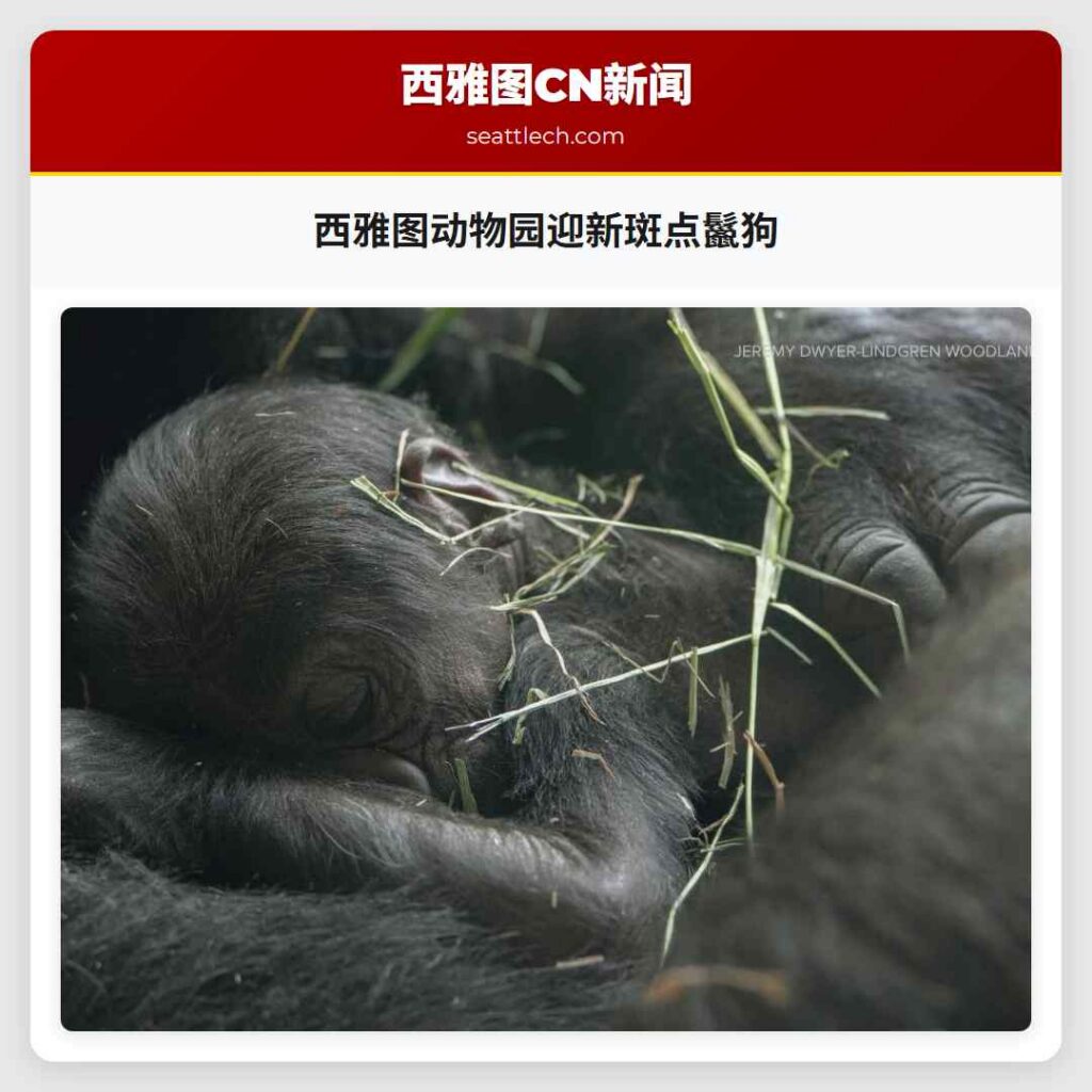 西雅图动物园迎新斑点鬣狗