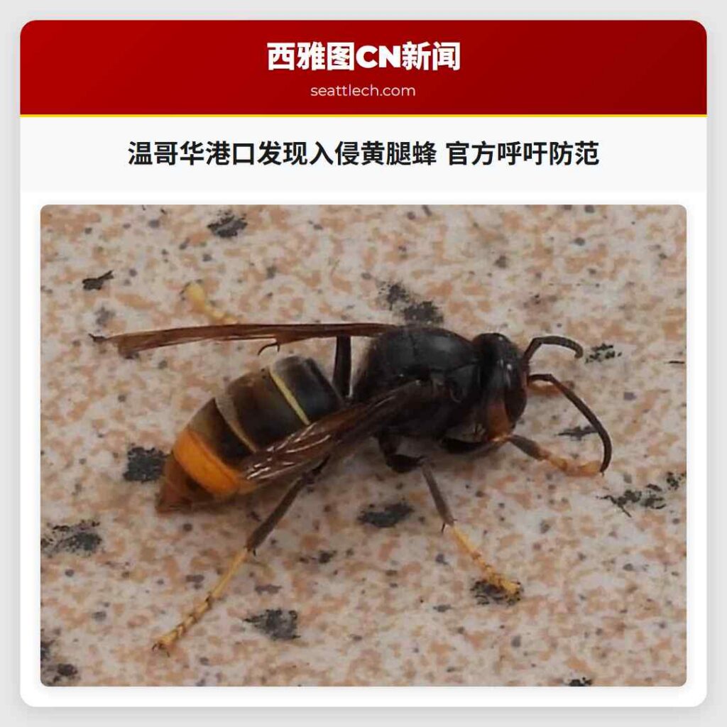 温哥华港口发现入侵黄腿蜂 官方呼吁防范
