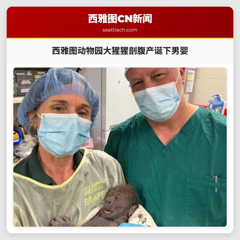 西雅图动物园大猩猩剖腹产诞下男婴
