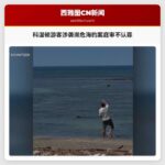 科温顿游客涉袭濒危海豹案庭审不认罪