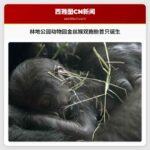 林地公园动物园金丝猴双胞胎首只诞生