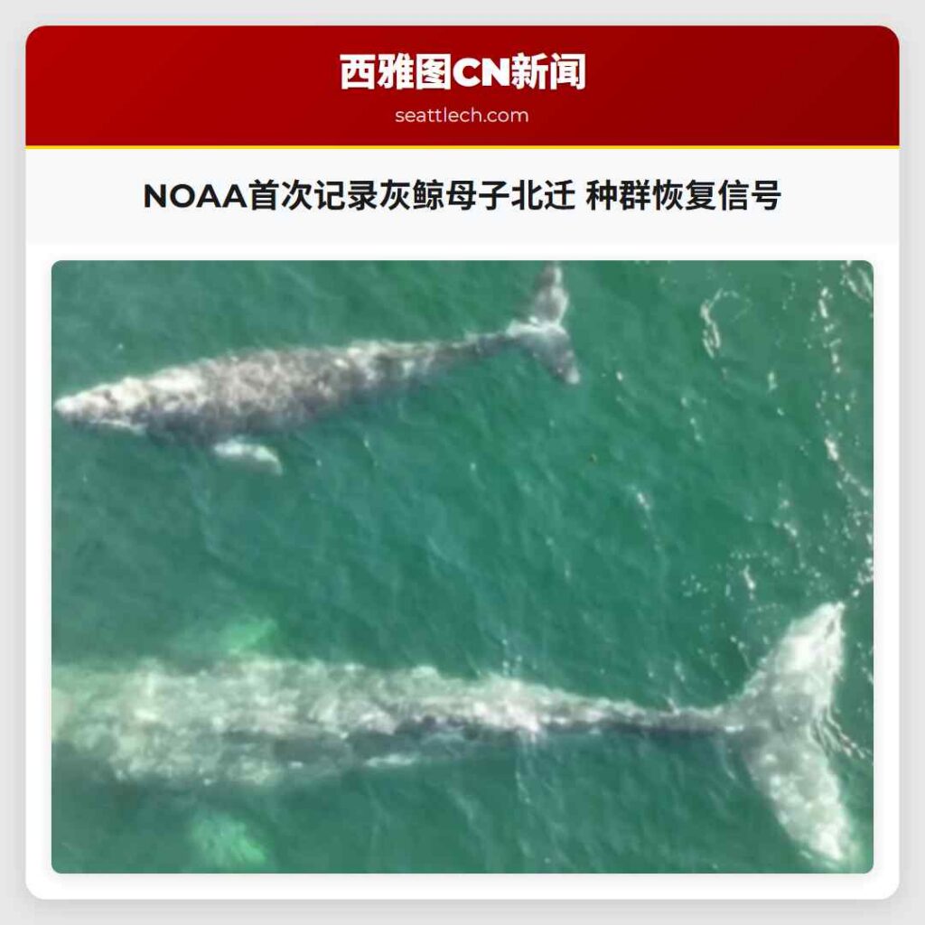 NOAA首次记录灰鲸母子北迁 种群恢复信号