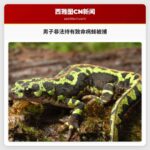 男子非法持有致命病蛙被捕