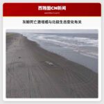 灰鲸死亡激增或与北极生态变化有关