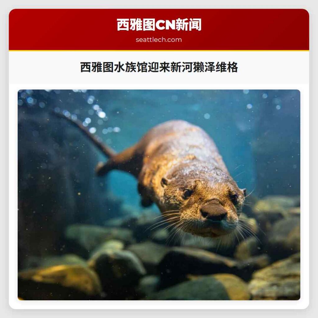西雅图水族馆迎来新河獭泽维格