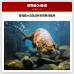 西雅图水族馆迎来新河獭泽维格