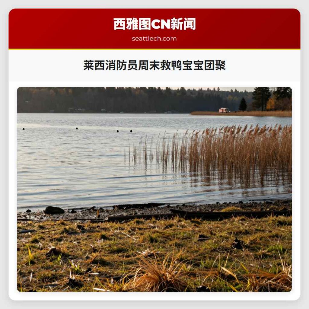 莱西消防员周末救鸭宝宝团聚