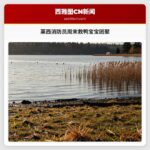 莱西消防员周末救鸭宝宝团聚