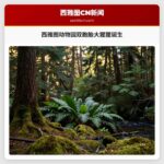 西雅图动物园双胞胎大猩猩诞生