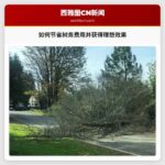 如何节省树务费用并获得理想效果