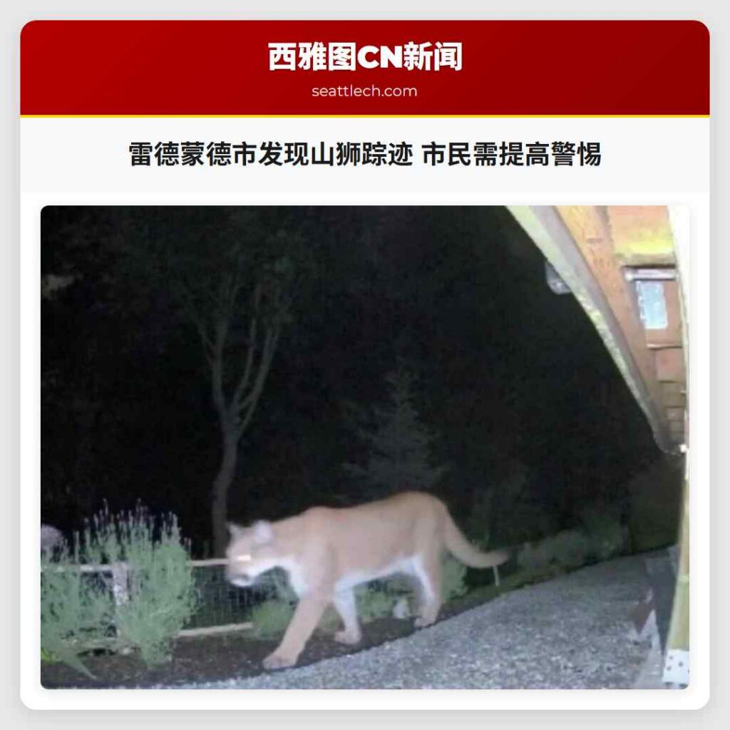 雷德蒙德市发现山狮踪迹 市民需提高警惕