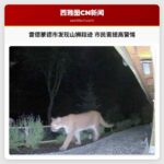 雷德蒙德市发现山狮踪迹 市民需提高警惕