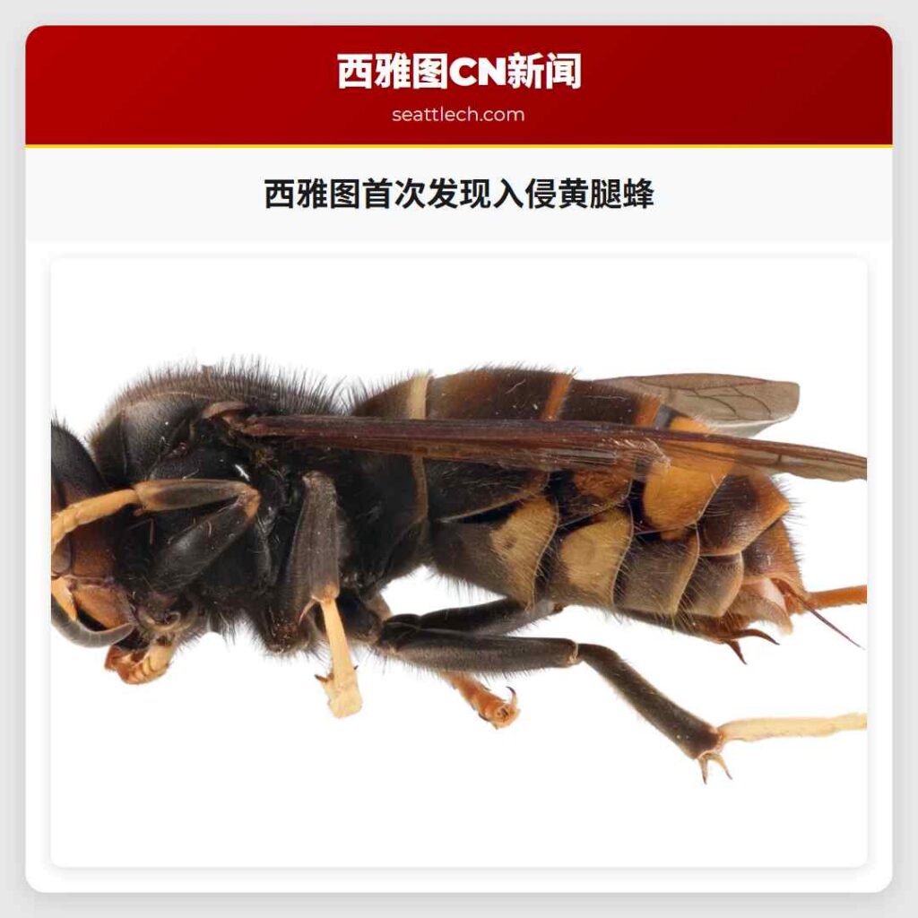 西雅图首次发现入侵黄腿蜂