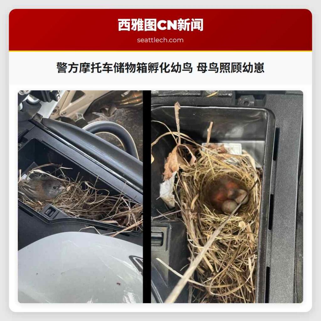 警方摩托车储物箱孵化幼鸟 母鸟照顾幼崽
