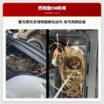 警方摩托车储物箱孵化幼鸟 母鸟照顾幼崽