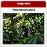 林地公园动物园诞生长尾猴幼崽